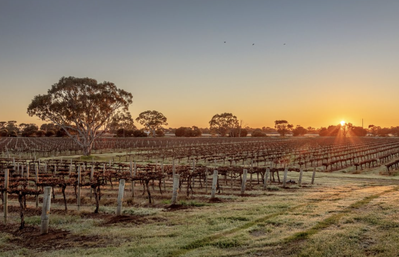 Langhorne Creek vineyard on the market Content Hub Langhorne Creek vineyard on the market Content Hub